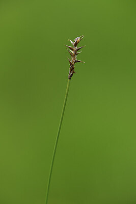 BUITEN BEELD Foto: 424851