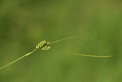 BUITEN BEELD Foto: 424854