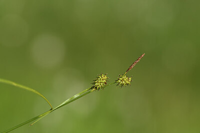 BUITEN BEELD Foto: 424856