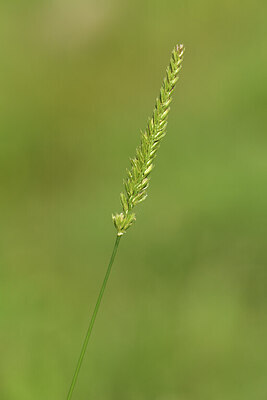 BUITEN BEELD Foto: 424859