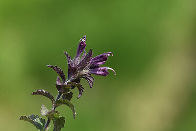 BUITEN BEELD Foto: 424866