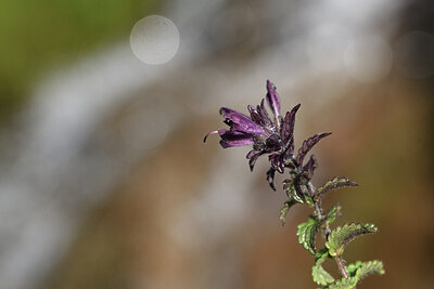 BUITEN BEELD Foto: 424868