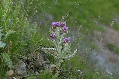 BUITEN BEELD Foto: 424891