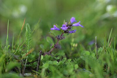 BUITEN BEELD Foto: 424894