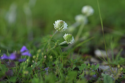 BUITEN BEELD Foto: 424895