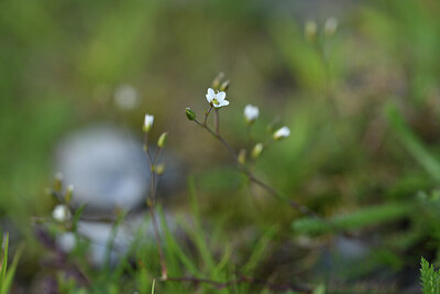 BUITEN BEELD Foto: 424898
