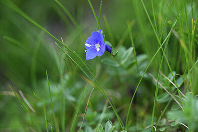 BUITEN BEELD Foto: 424904