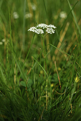 BUITEN BEELD Foto: 424909