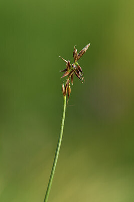 BUITEN BEELD Foto: 424912