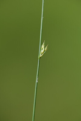 BUITEN BEELD Foto: 424916