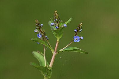 BUITEN BEELD Foto: 424917