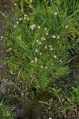 BUITEN BEELD Foto: 424920