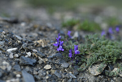 BUITEN BEELD Foto: 424936