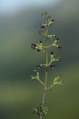 BUITEN BEELD Foto: 424937