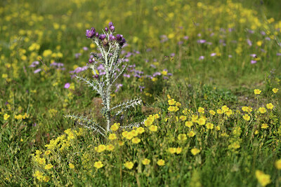 BUITEN BEELD Foto: 424938