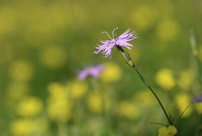 BUITEN BEELD Foto: 424939