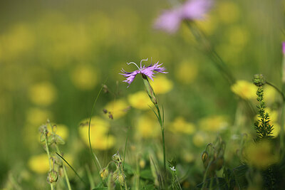 BUITEN BEELD Foto: 424940