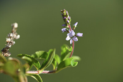 BUITEN BEELD Foto: 424943