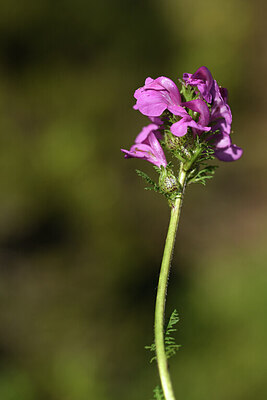 BUITEN BEELD Foto: 424949