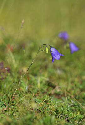 BUITEN BEELD Foto: 424952