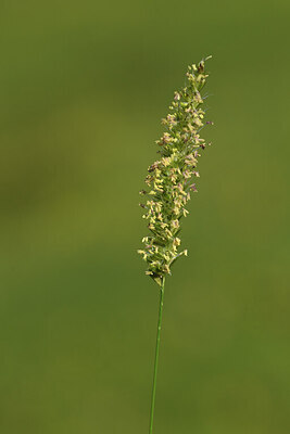 BUITEN BEELD Foto: 424957