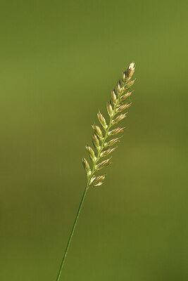 BUITEN BEELD Foto: 424961