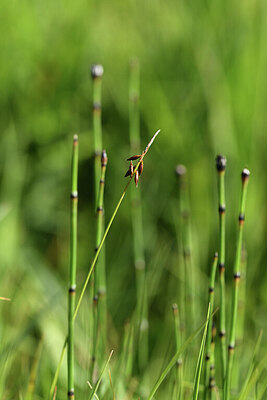 BUITEN BEELD Foto: 424965