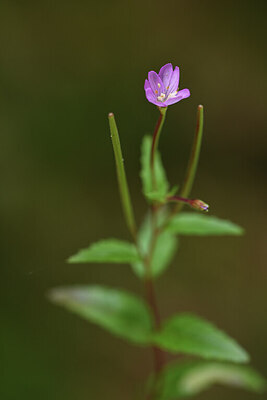 BUITEN BEELD Foto: 424996