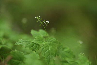 BUITEN BEELD Foto: 425021
