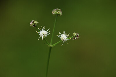 BUITEN BEELD Foto: 425035