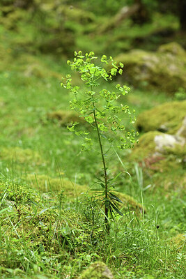 BUITEN BEELD Foto: 425037