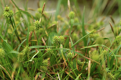 BUITEN BEELD Foto: 425044