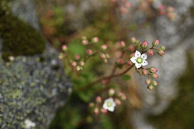 BUITEN BEELD Foto: 425045