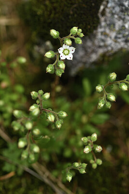 BUITEN BEELD Foto: 425046