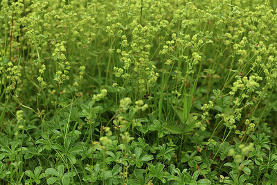 BUITEN BEELD Foto: 425064
