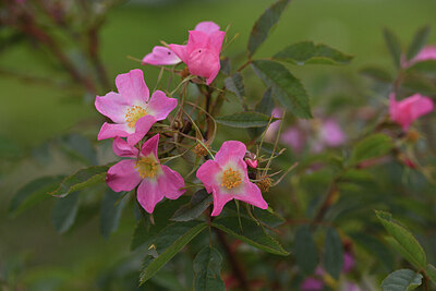 BUITEN BEELD Foto: 425069