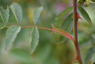 BUITEN BEELD Foto: 425073