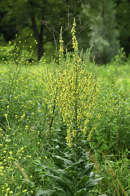 BUITEN BEELD Foto: 425078