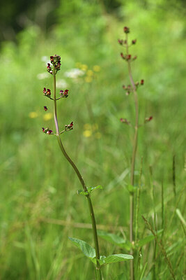 BUITEN BEELD Foto: 425079