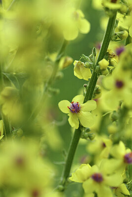 BUITEN BEELD Foto: 425082