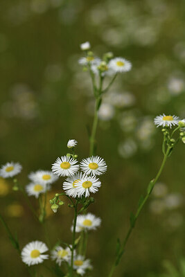 BUITEN BEELD Foto: 425084