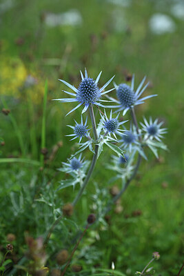 BUITEN BEELD Foto: 425096