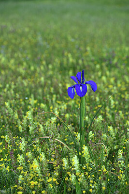 BUITEN BEELD Foto: 425098