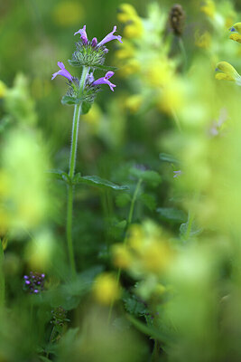 BUITEN BEELD Foto: 425109