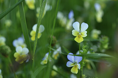 BUITEN BEELD Foto: 425122