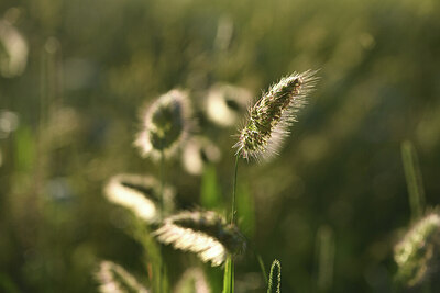 BUITEN BEELD Foto: 425135