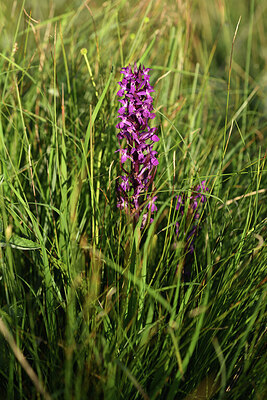 BUITEN BEELD Foto: 425144