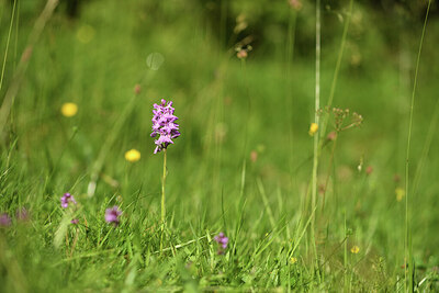 BUITEN BEELD Foto: 425157