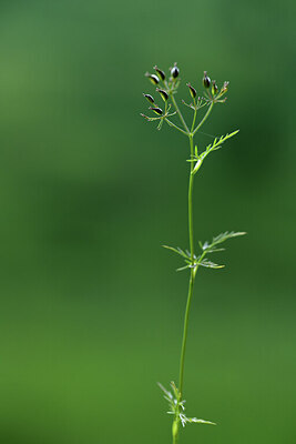 BUITEN BEELD Foto: 425159