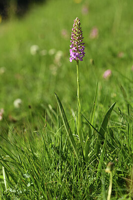BUITEN BEELD Foto: 425176